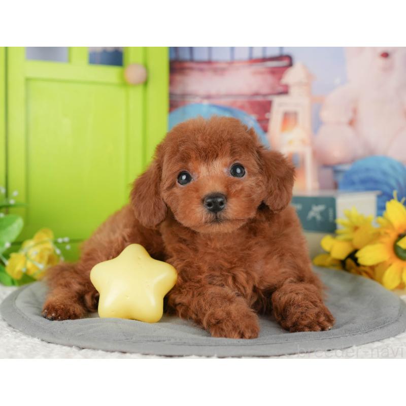 販売中の千葉県のトイプードル-427402の8枚目