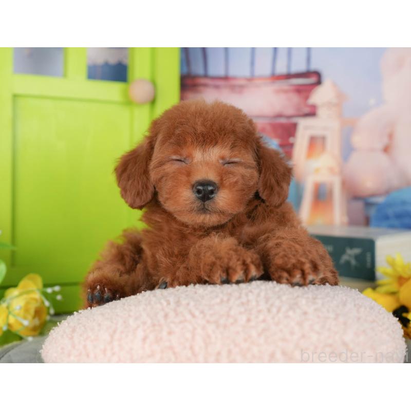 販売中の千葉県のトイプードル-427402の7枚目