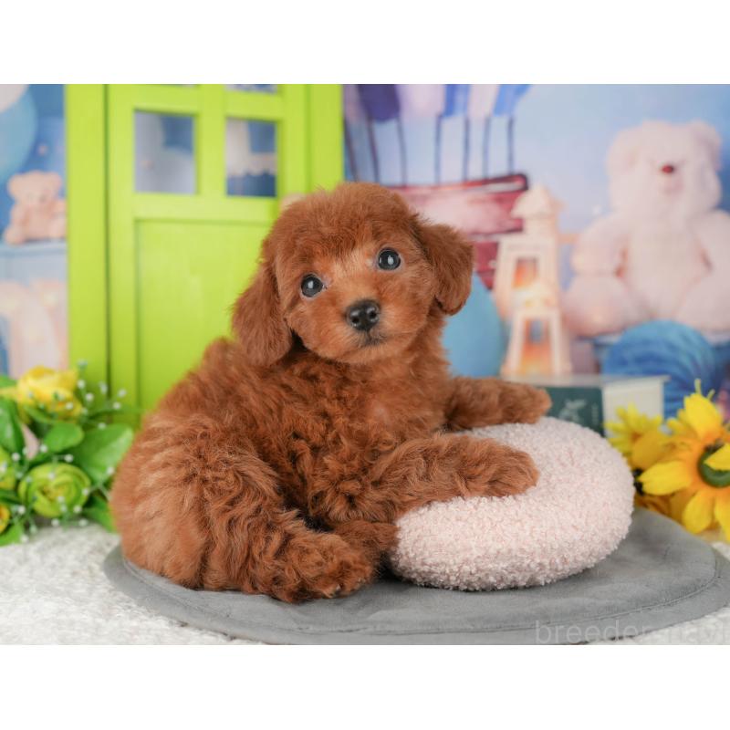 販売中の千葉県のトイプードル-427402の6枚目