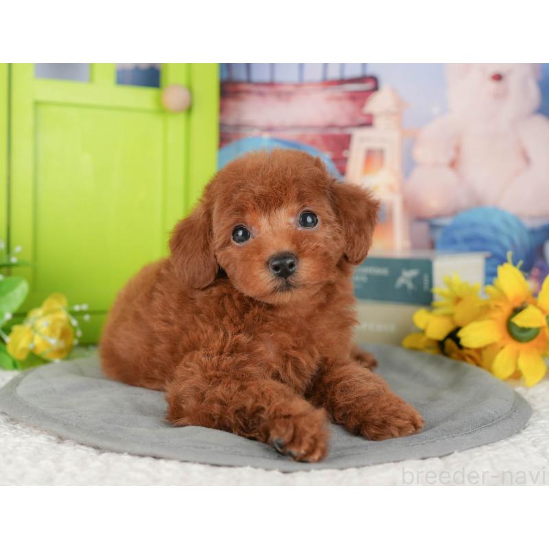 販売中の千葉県のトイプードル-427402の5枚目