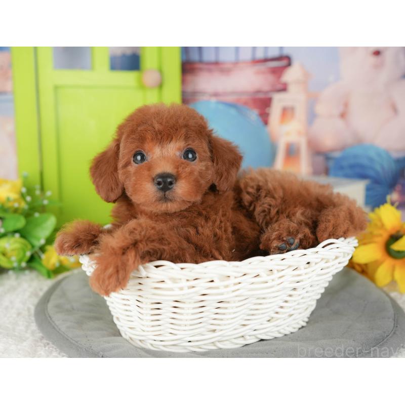 販売中の千葉県のトイプードル-427402の4枚目