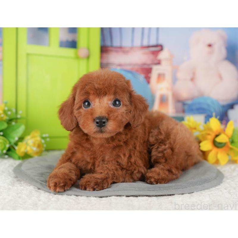 販売中の千葉県のトイプードル-427402の3枚目