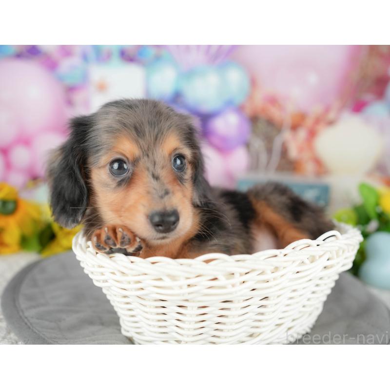 販売中の千葉県のミニチュアダックスフンド(ロングヘアード)-427401の11枚目