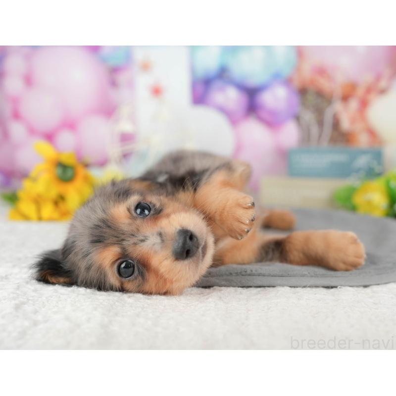 販売中の千葉県のミニチュアダックスフンド(ロングヘアード)-427401の10枚目