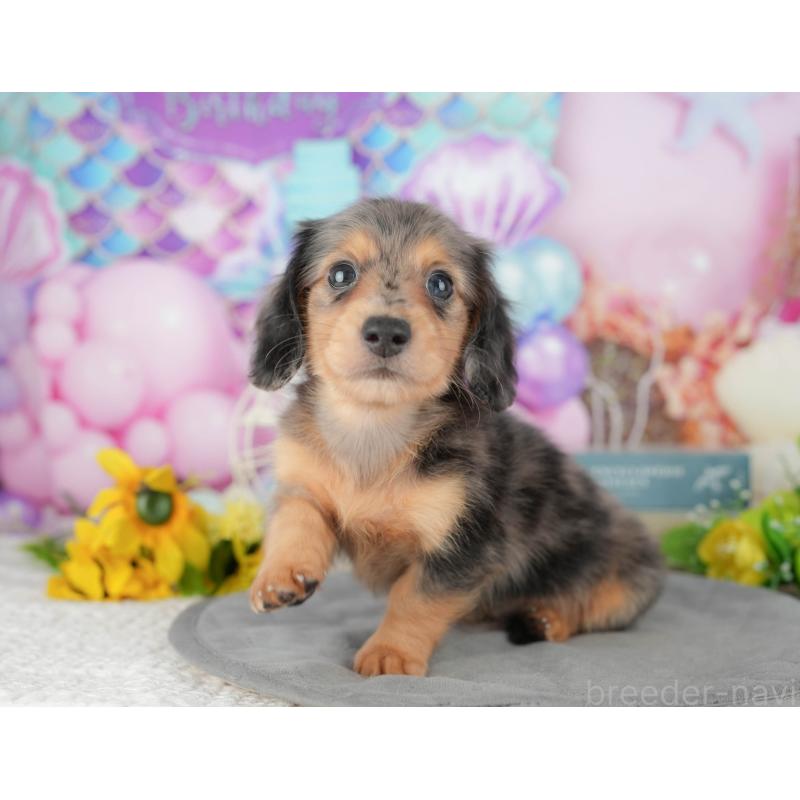 販売中の千葉県のミニチュアダックスフンド(ロングヘアード)-427401の9枚目