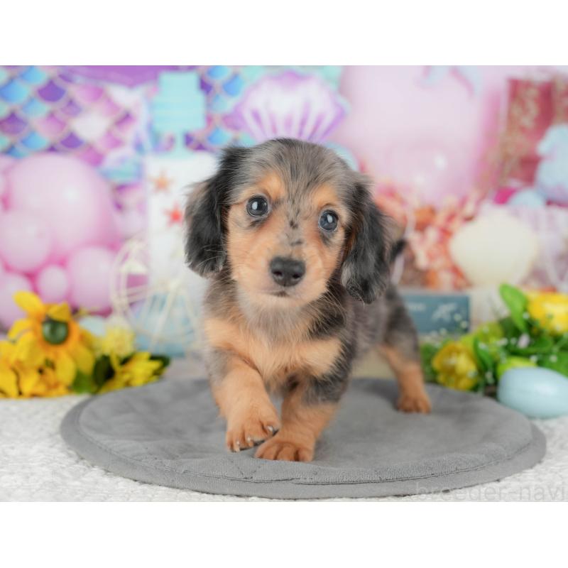 販売中の千葉県のミニチュアダックスフンド(ロングヘアード)-427401の8枚目