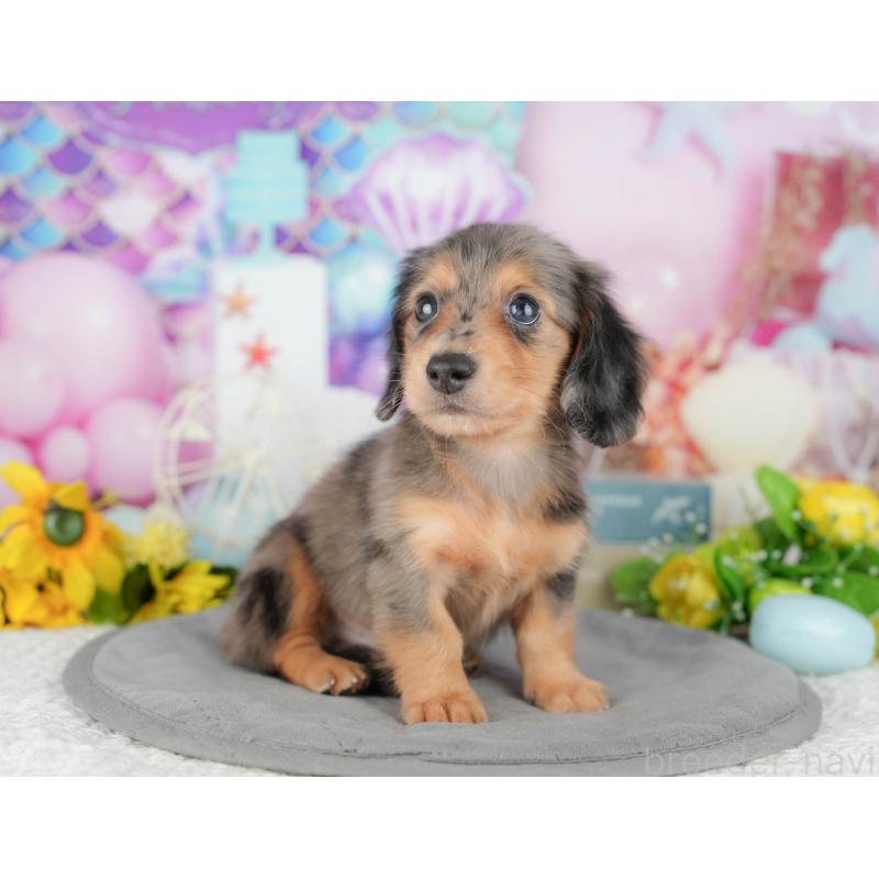 販売中の千葉県のミニチュアダックスフンド(ロングヘアード)-427401の7枚目