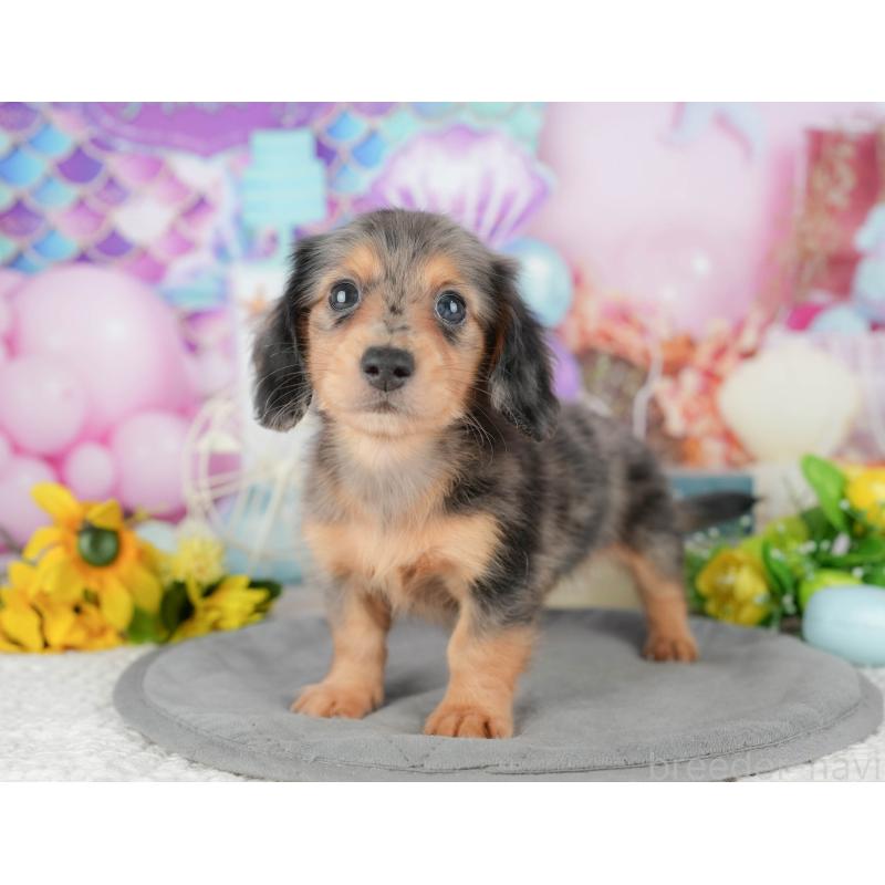 販売中の千葉県のミニチュアダックスフンド(ロングヘアード)-427401の6枚目