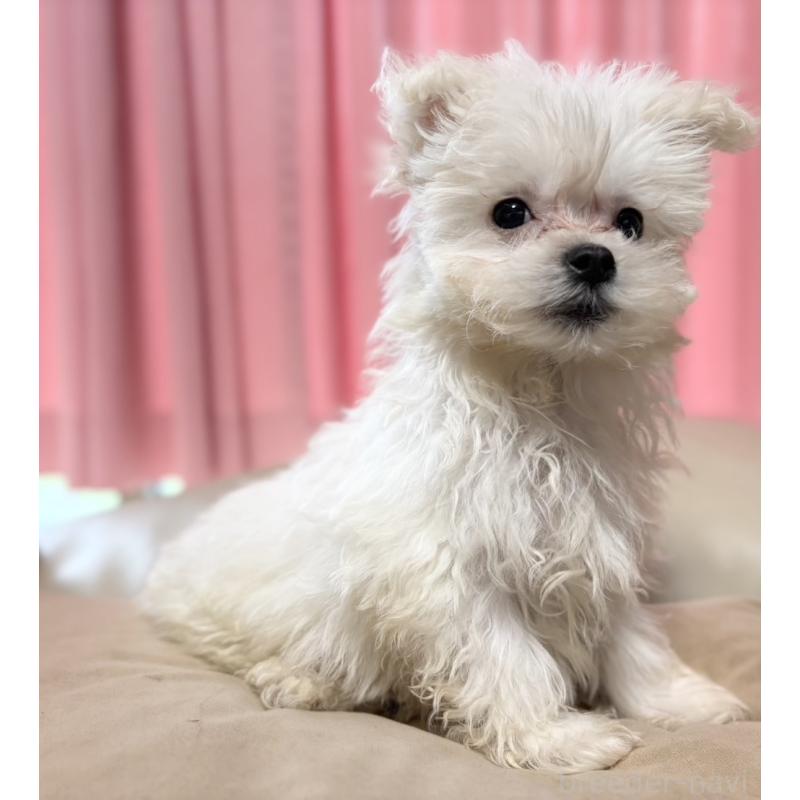 販売中の茨城県のマルプー:マルチーズ×トイプードル-419859の6枚目