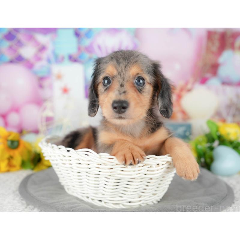 販売中の千葉県のミニチュアダックスフンド(ロングヘアード)-427401の5枚目