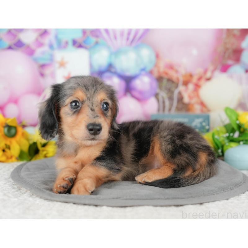 販売中の千葉県のミニチュアダックスフンド(ロングヘアード)-427401の4枚目