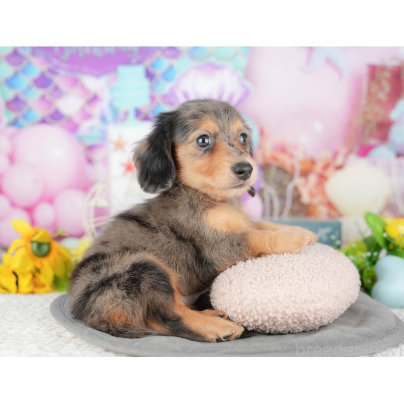 販売中の千葉県のミニチュアダックスフンド(ロングヘアード)-427401の3枚目