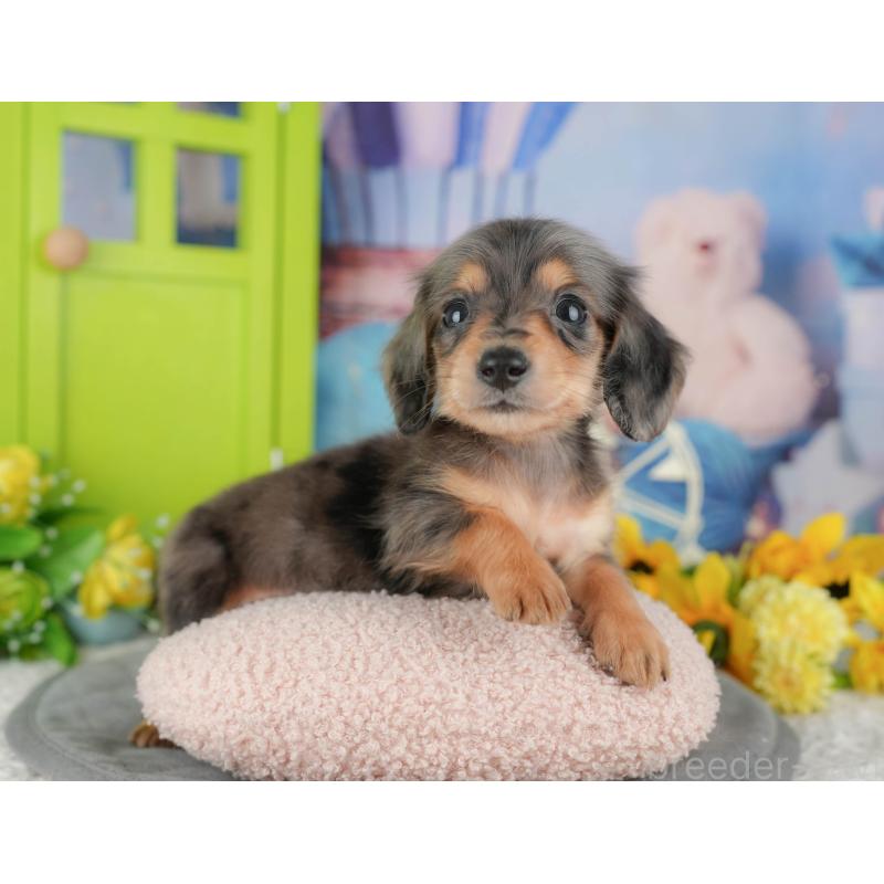 販売中の千葉県のミニチュアダックスフンド(ロングヘアード)-427399の11枚目