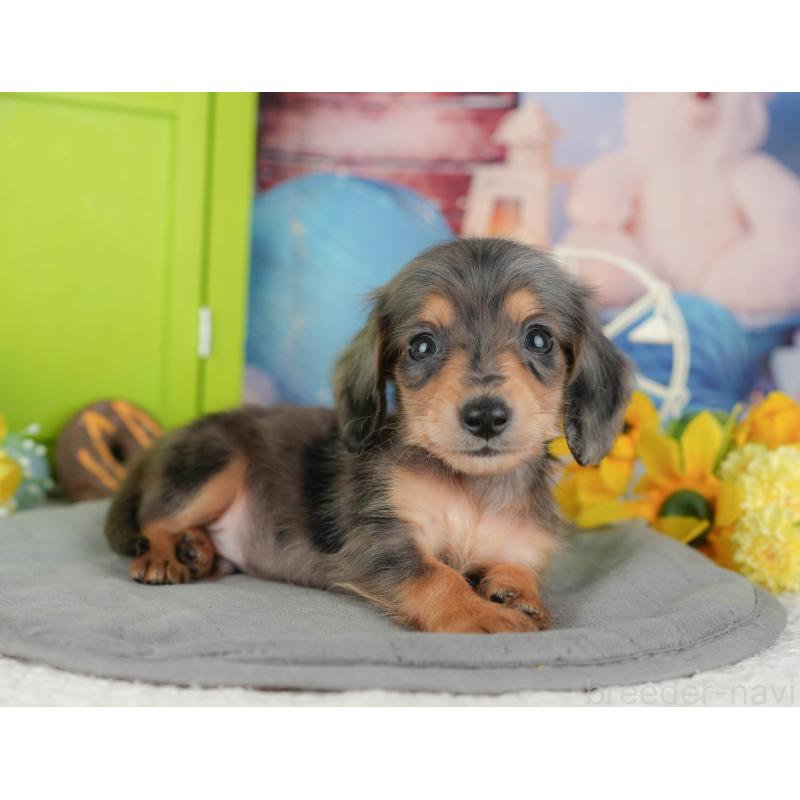 販売中の千葉県のミニチュアダックスフンド(ロングヘアード)-427399の10枚目