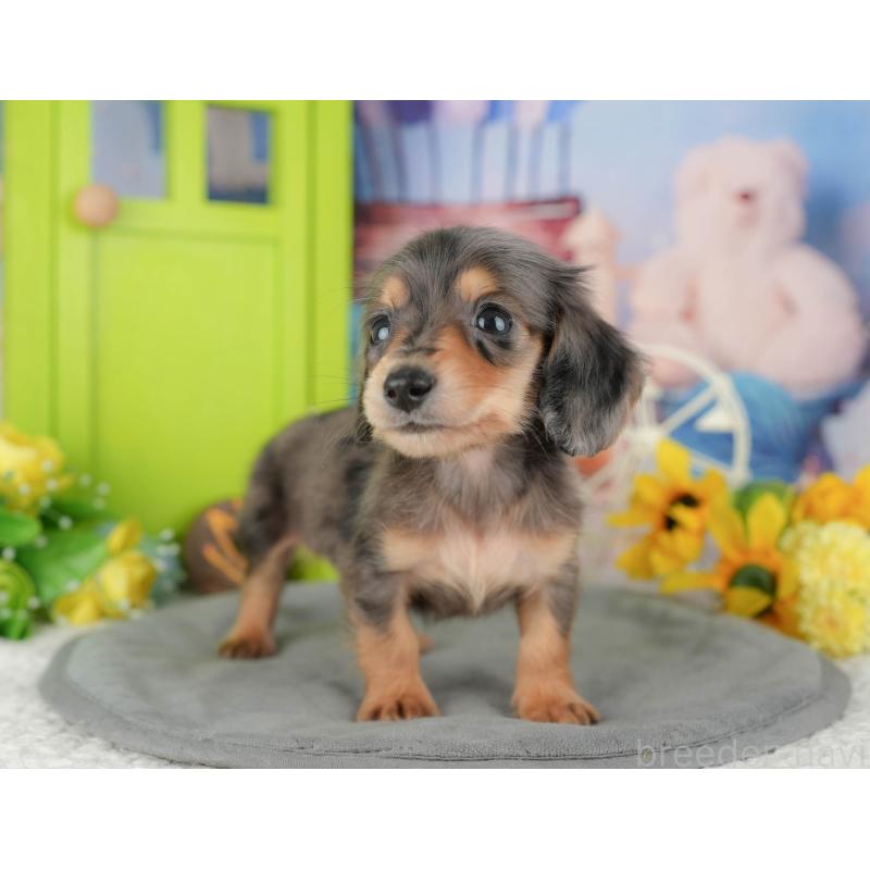 販売中の千葉県のミニチュアダックスフンド(ロングヘアード)-427399の9枚目