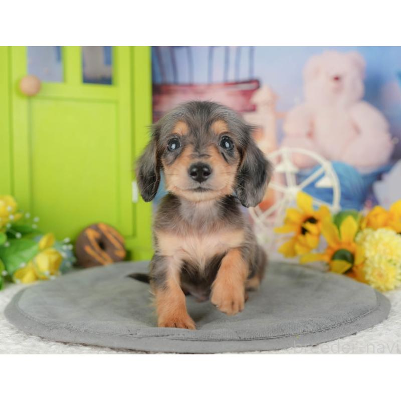 販売中の千葉県のミニチュアダックスフンド(ロングヘアード)-427399の8枚目