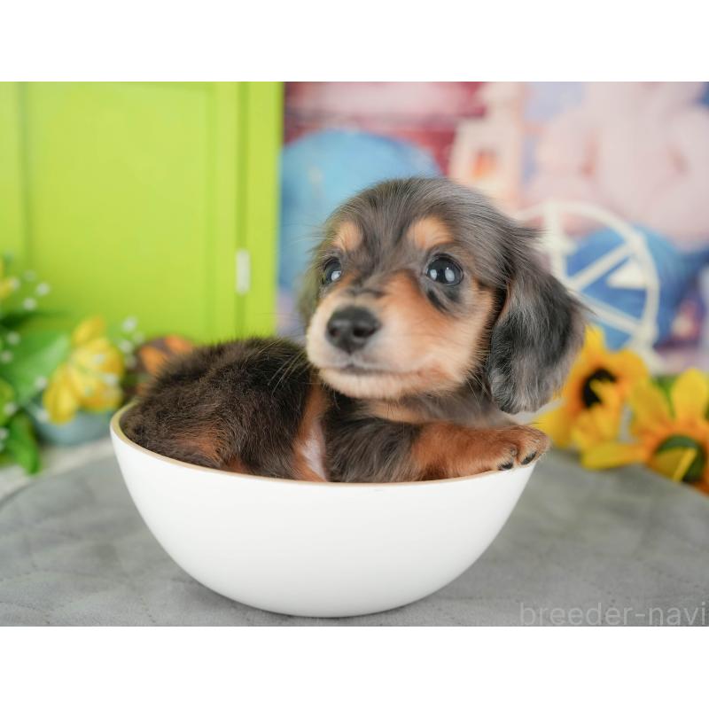 販売中の千葉県のミニチュアダックスフンド(ロングヘアード)-427399の7枚目