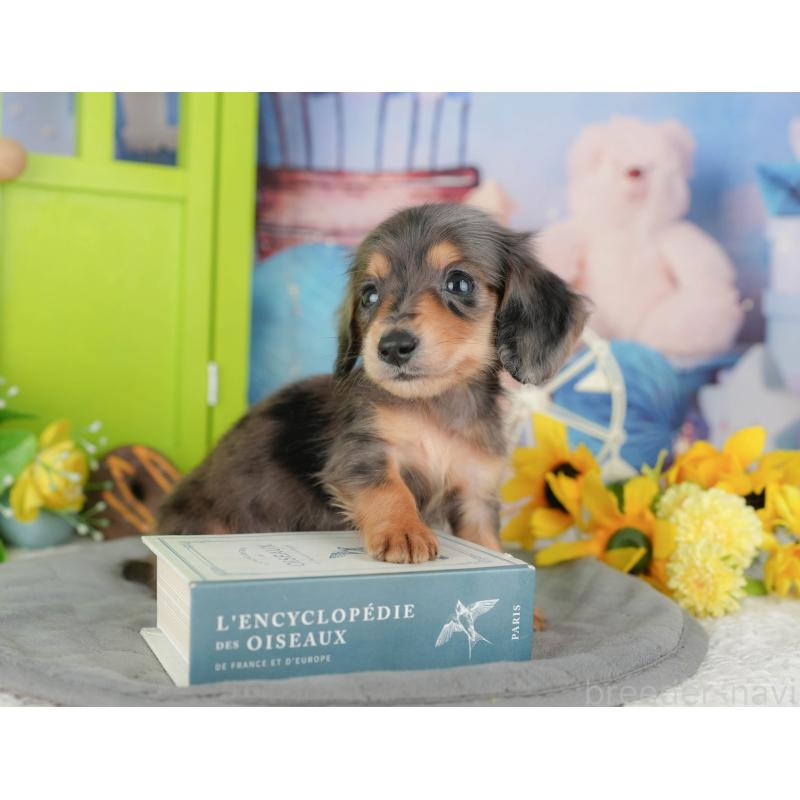 販売中の千葉県のミニチュアダックスフンド(ロングヘアード)-427399の6枚目