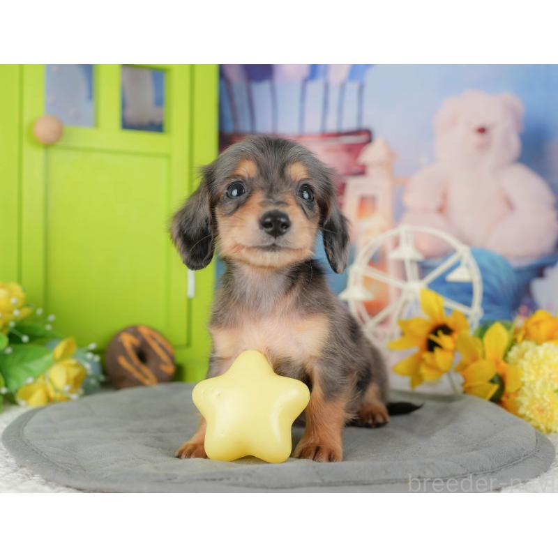 販売中の千葉県のミニチュアダックスフンド(ロングヘアード)-427399の5枚目