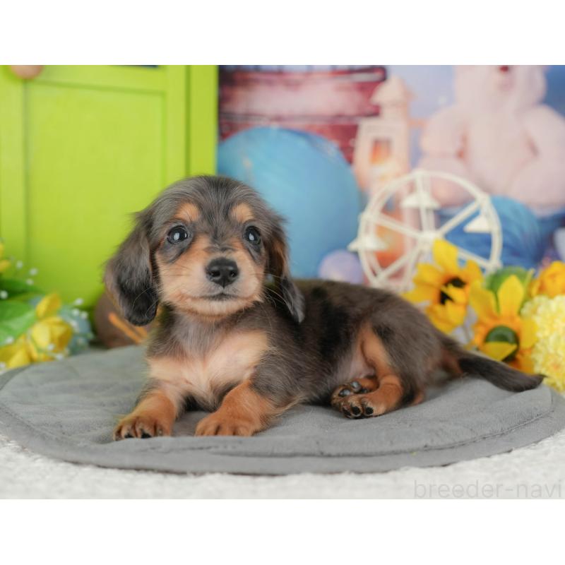 販売中の千葉県のミニチュアダックスフンド(ロングヘアード)-427399の4枚目