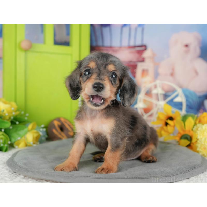 販売中の千葉県のミニチュアダックスフンド(ロングヘアード)-427399の3枚目