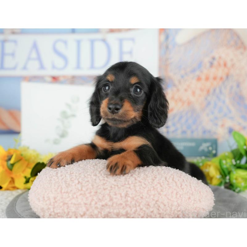 販売中の千葉県のミニチュアダックスフンド(ロングヘアード)-427398の10枚目