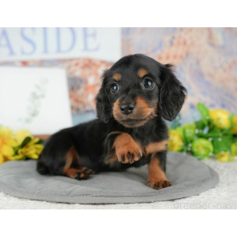 販売中の千葉県のミニチュアダックスフンド(ロングヘアード)-427398の9枚目