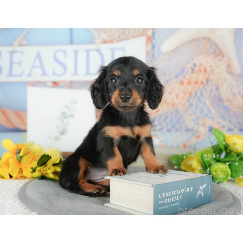 販売中の千葉県のミニチュアダックスフンド(ロングヘアード)-427398の8枚目