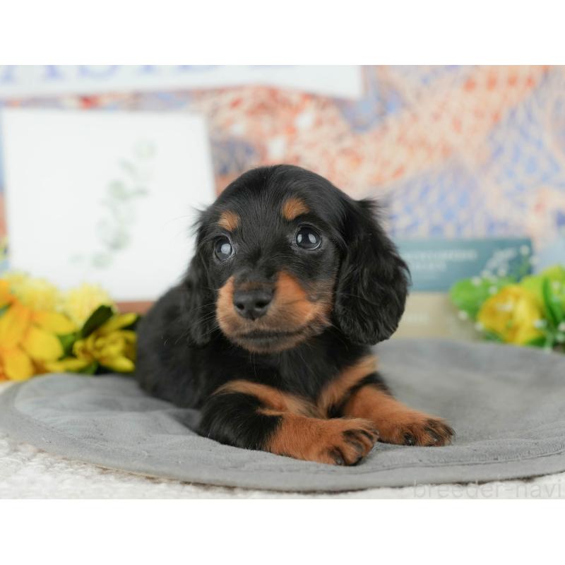 販売中の千葉県のミニチュアダックスフンド(ロングヘアード)-427398の7枚目