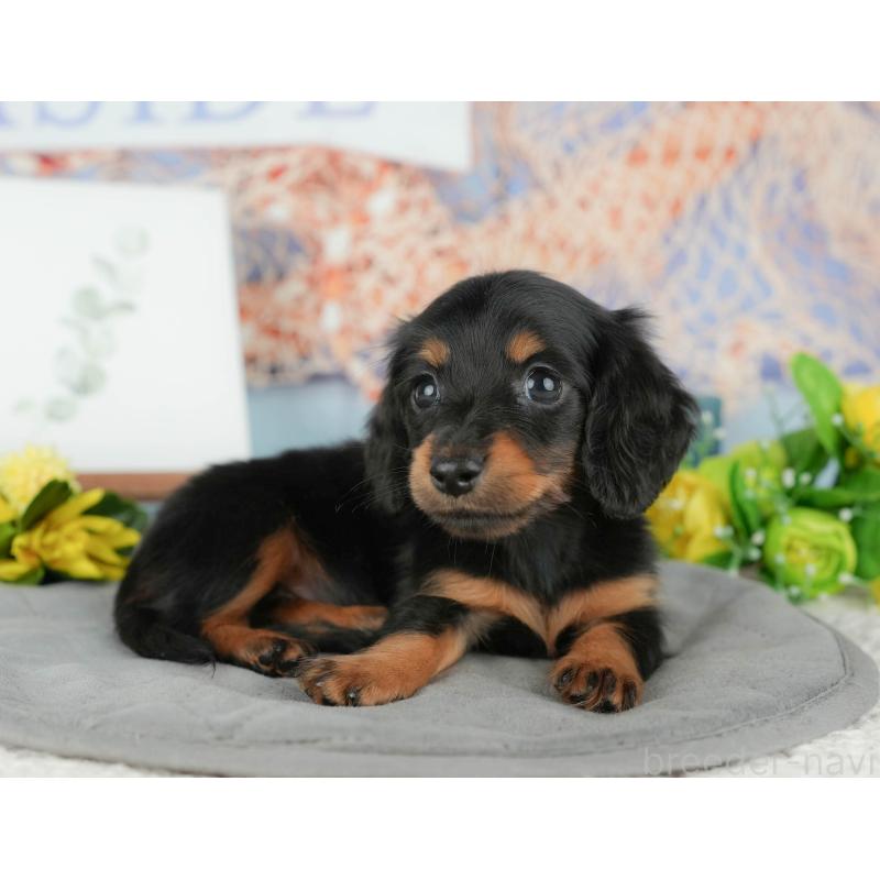 販売中の千葉県のミニチュアダックスフンド(ロングヘアード)-427398の6枚目