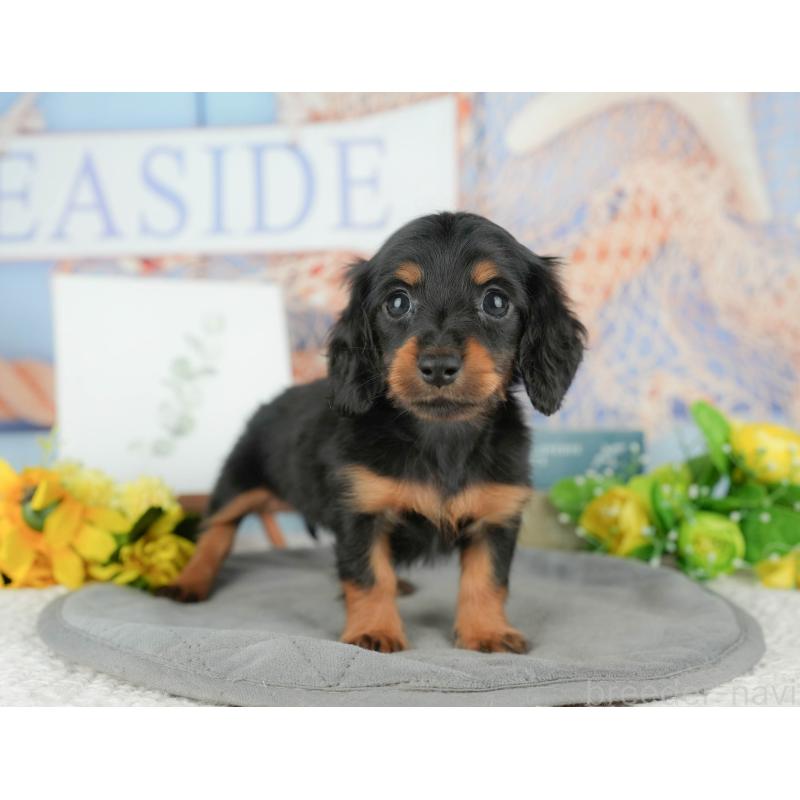 販売中の千葉県のミニチュアダックスフンド(ロングヘアード)-427398の5枚目