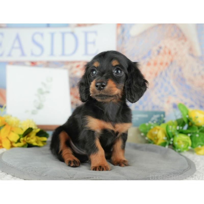 販売中の千葉県のミニチュアダックスフンド(ロングヘアード)-427398の4枚目