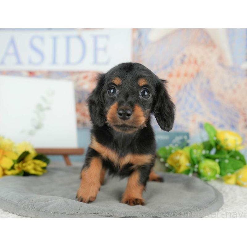 販売中の千葉県のミニチュアダックスフンド(ロングヘアード)-427398の3枚目