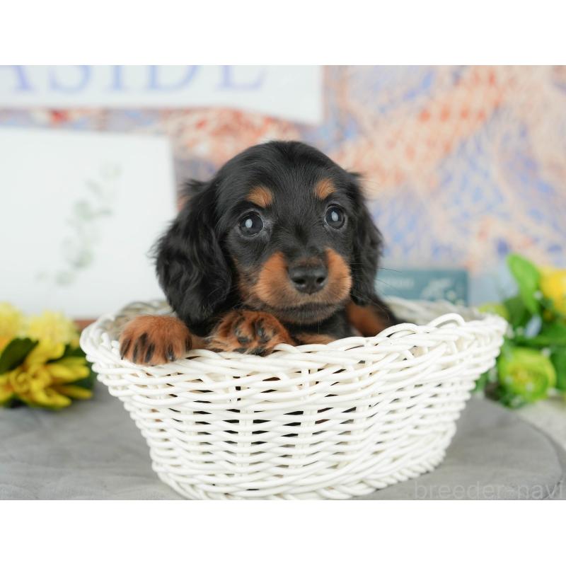 販売中の千葉県のミニチュアダックスフンド(ロングヘアード)-427398の2枚目