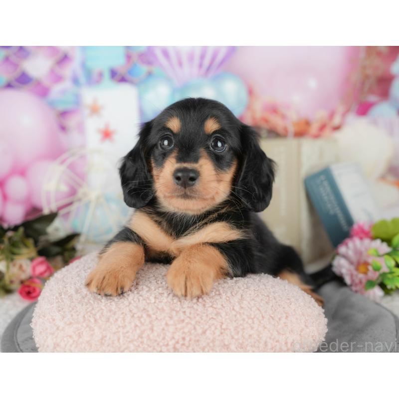 販売中の千葉県のミニチュアダックスフンド(ロングヘアード)-427397の11枚目