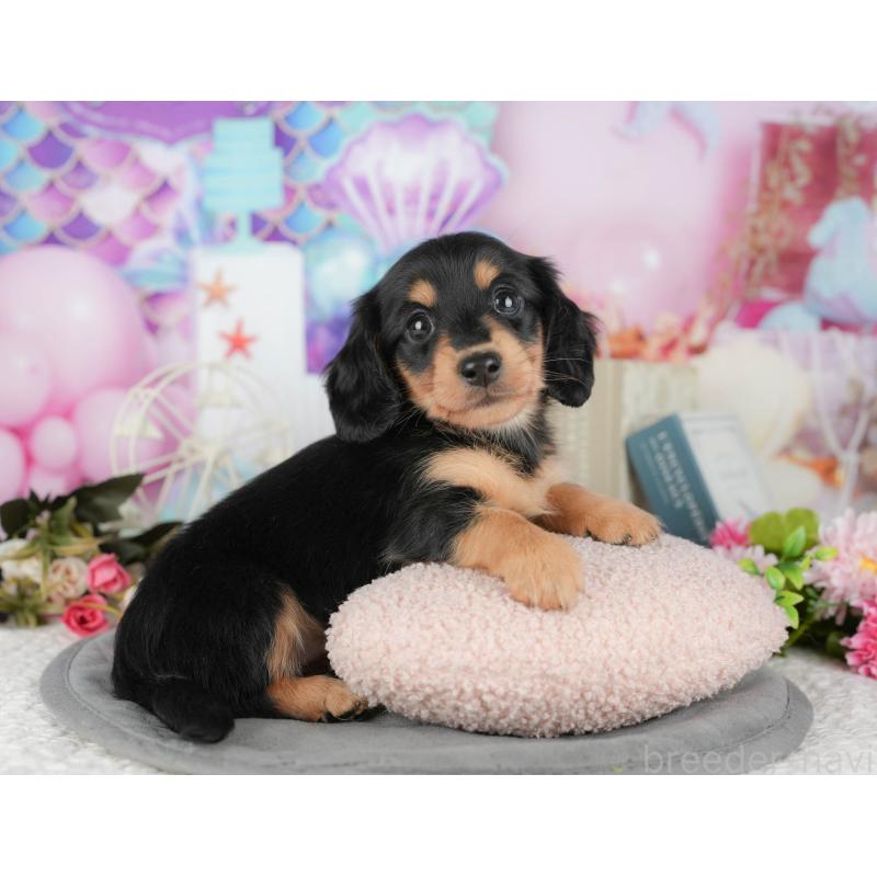 販売中の千葉県のミニチュアダックスフンド(ロングヘアード)-427397の10枚目