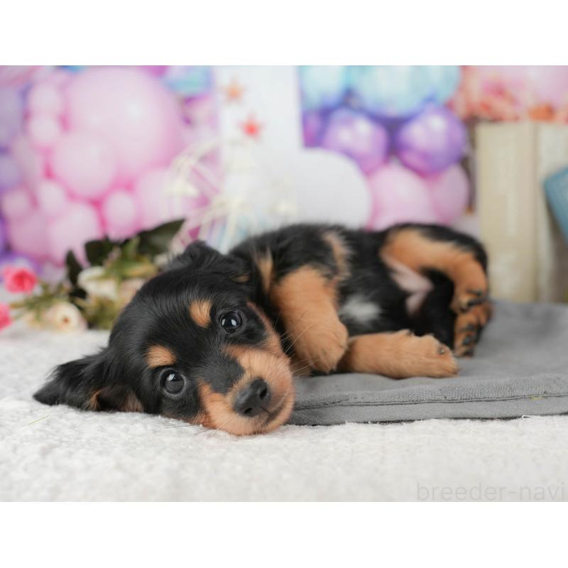 販売中の千葉県のミニチュアダックスフンド(ロングヘアード)-427397の9枚目