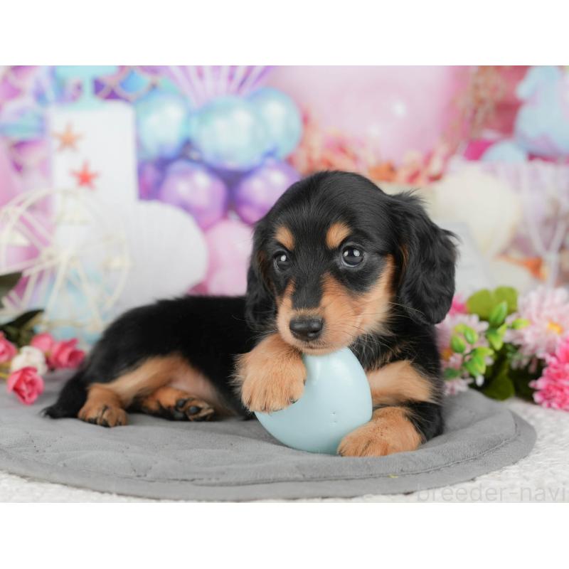 販売中の千葉県のミニチュアダックスフンド(ロングヘアード)-427397の8枚目