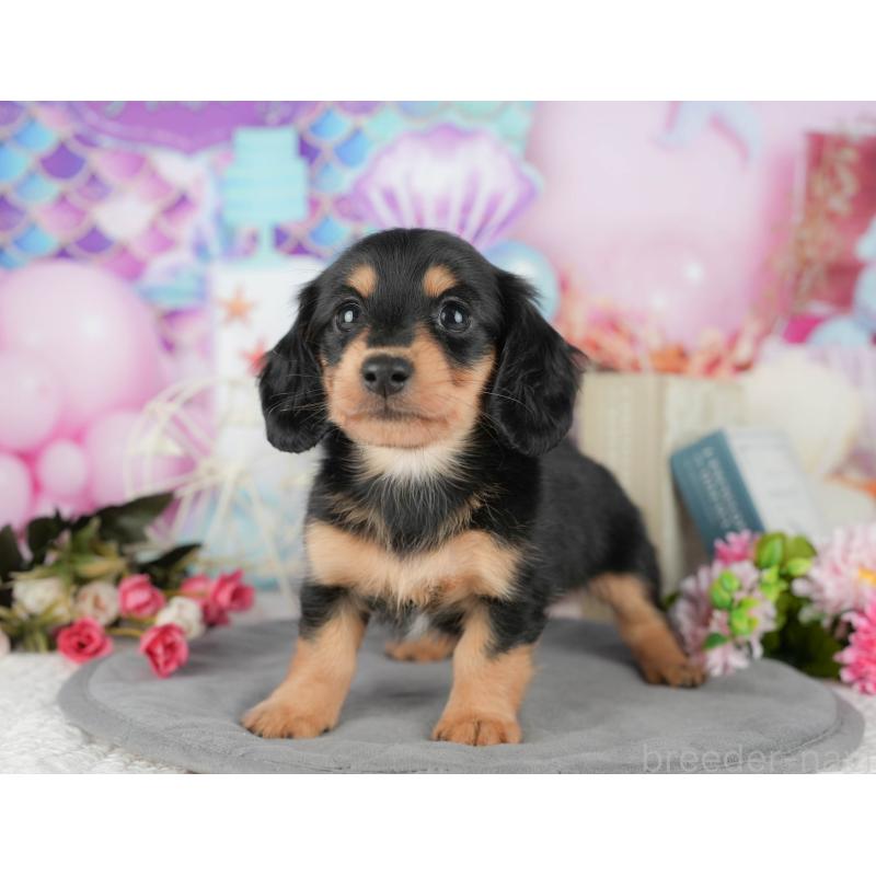 販売中の千葉県のミニチュアダックスフンド(ロングヘアード)-427397の7枚目