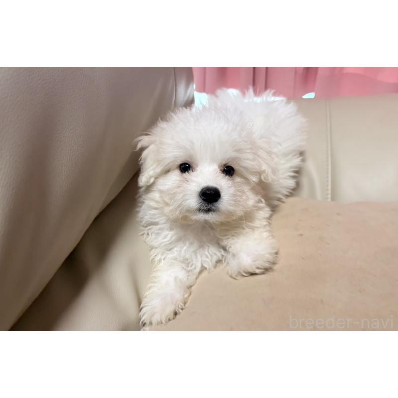販売中の茨城県のマルプー:マルチーズ×トイプードル-421583の3枚目