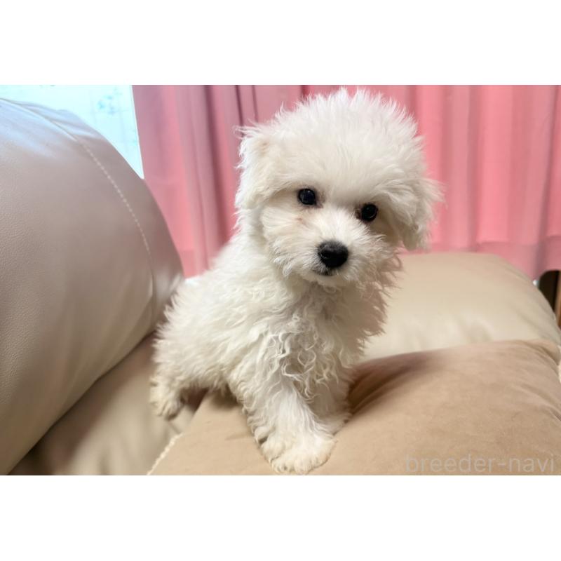 販売中の茨城県のマルプー:マルチーズ×トイプードル-421583の4枚目