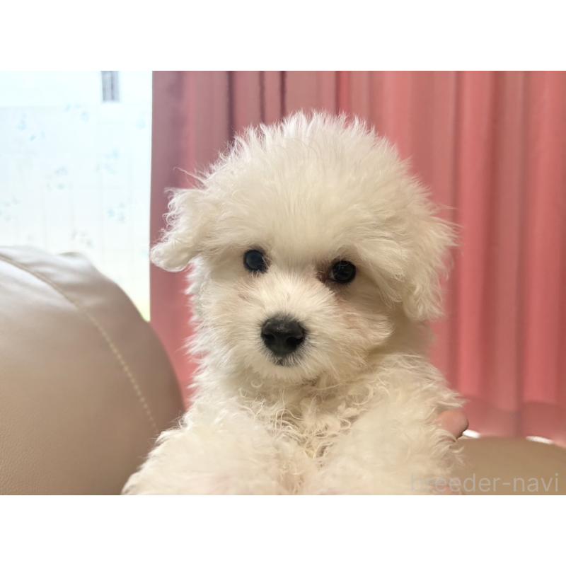 販売中の茨城県のマルプー:マルチーズ×トイプードル-421583の2枚目