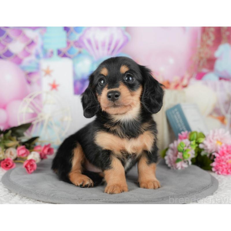 販売中の千葉県のミニチュアダックスフンド(ロングヘアード)-427397の6枚目