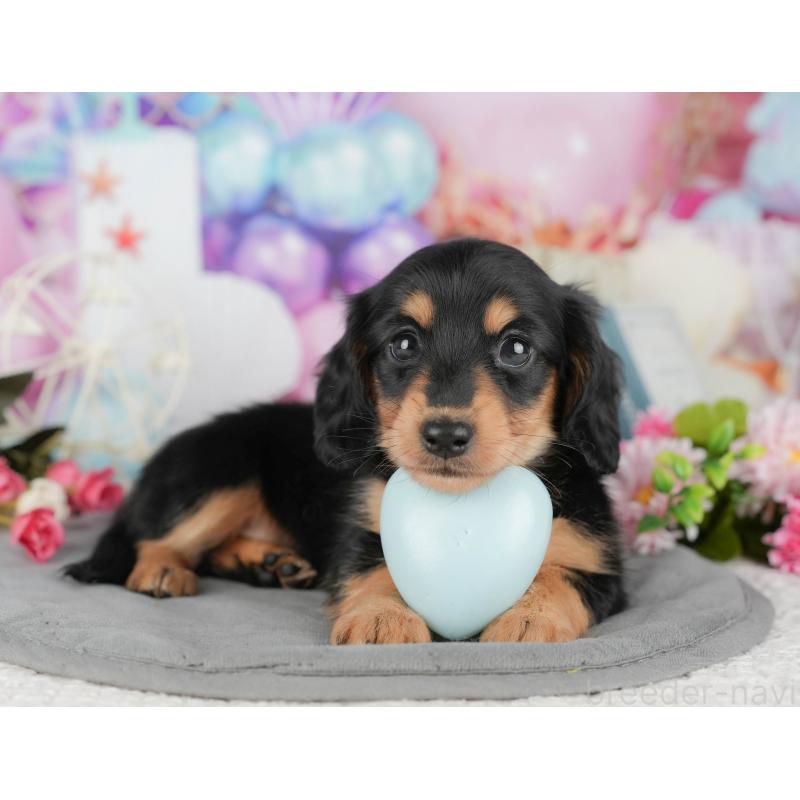 販売中の千葉県のミニチュアダックスフンド(ロングヘアード)-427397の5枚目