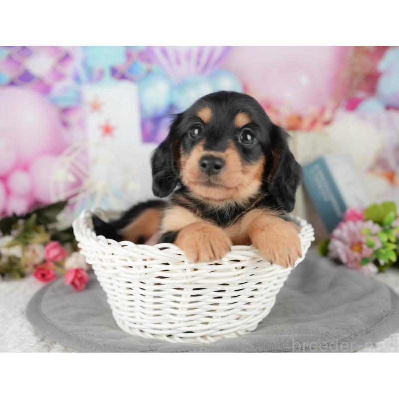 販売中の千葉県のミニチュアダックスフンド(ロングヘアード)-427397の4枚目