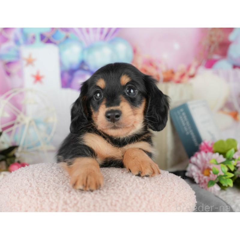 販売中の千葉県のミニチュアダックスフンド(ロングヘアード)-427397の3枚目