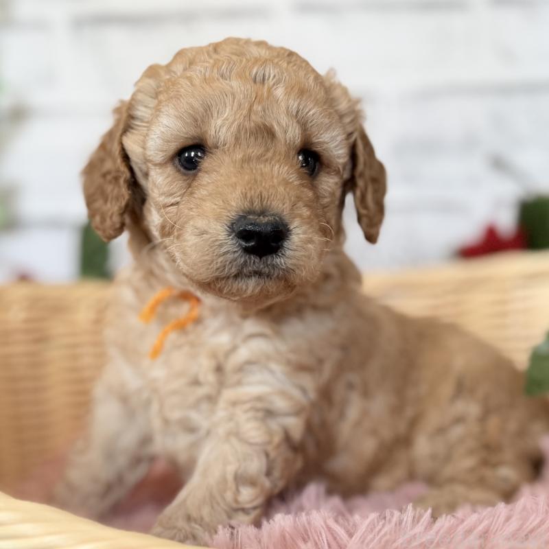 商談中の埼玉県のゴールデンドゥードル:ゴールデンレトリーバー×プードル-423525