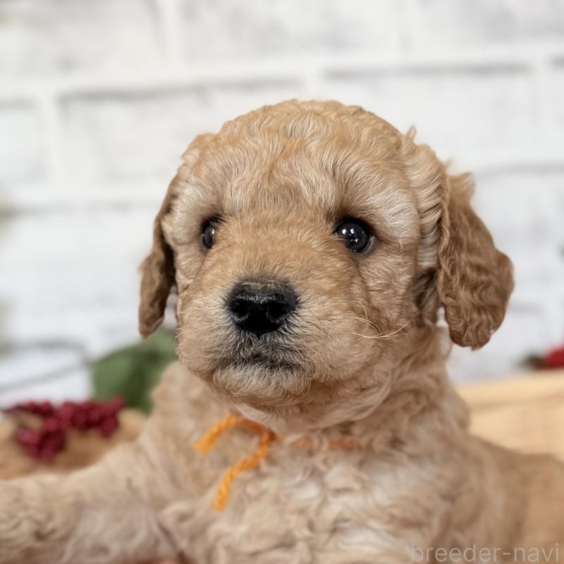 成約済の埼玉県のゴールデンドゥードル:ゴールデンレトリーバー×プードル-423525の14枚目