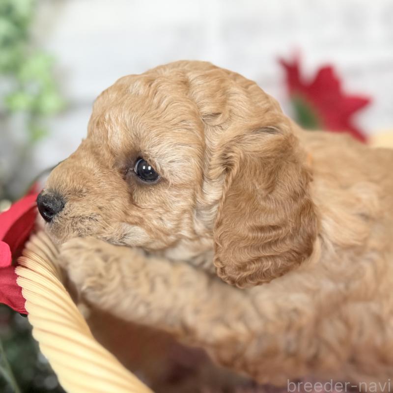 成約済の埼玉県のゴールデンドゥードル:ゴールデンレトリーバー×プードル-423525の13枚目