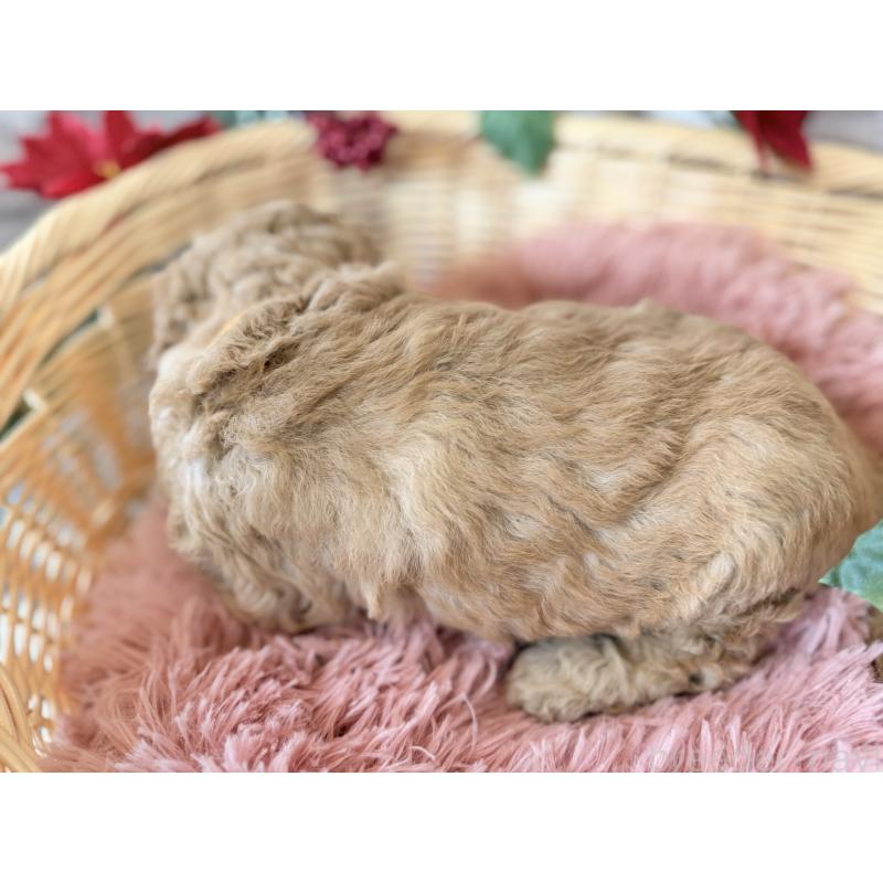 成約済の埼玉県のゴールデンドゥードル:ゴールデンレトリーバー×プードル-423525の12枚目